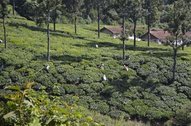 Nilgiri-Blue-Mountain-Train, Mettupalayam - Coonoor_DSC5445_H600